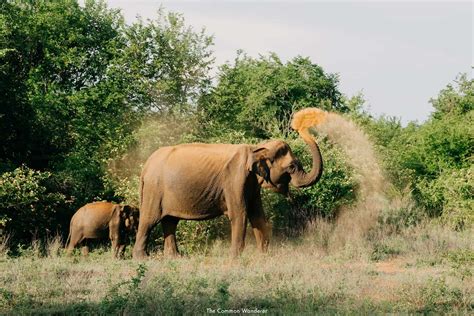 How To Visit The Incredible Udawalawe National Park | The Common Wanderer