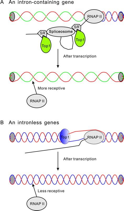 Schematic illustration of the effect of splicing on DNA topology and ...