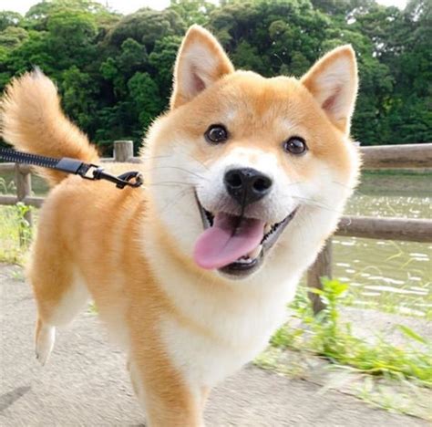 14 Pictures of Shiba Inu Proving That They Are The Best Friends Ever ...