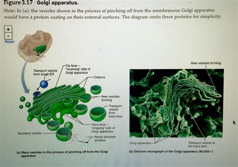Golgi apparatus The Diagram, Simplicity, Clothing, Gadgets, Outfits, Outfit Posts, Kleding ...