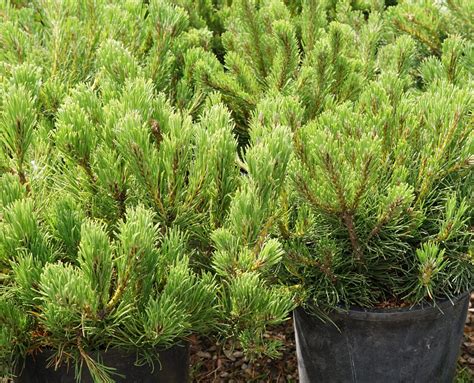 Dwarf Mugo Pine • Kiwi Nurseries Ltd