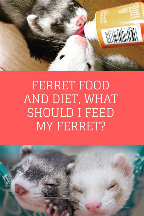 Ferret food and diet, What should I feed my ferret? | Ferret, Pet ...