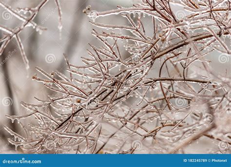 Frozen Plants Covered in a Thick Layer of Ice after a Winter Ice Storm with Freezing Rain Stock ...