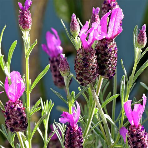 French lavender - Muddy Trowel