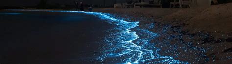 15 Brilliant Bioluminescent Beaches And Bays Worldwide