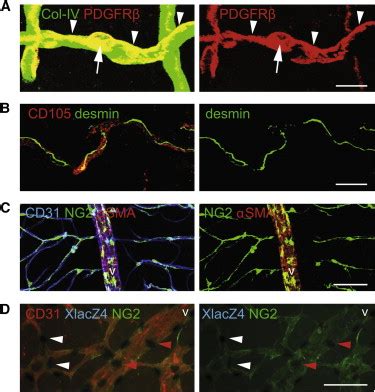 Pericytes: Developmental, Physiological, and Pathological Perspectives ...