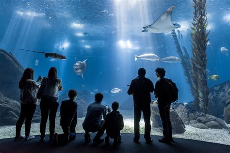 Oceanário de Lisboa, o melhor aquário do mundo – ECO