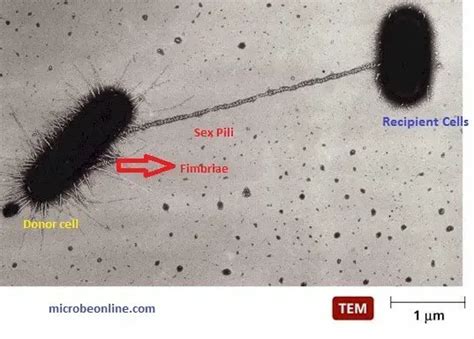 Bacterial Pili (Fimbriae): Characteristics, Types and Medical Importance