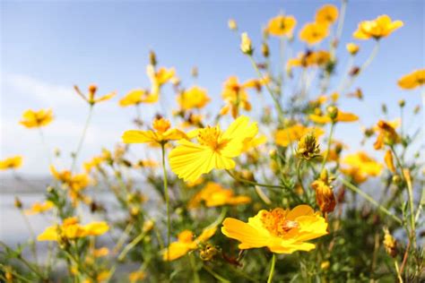 Cosmos Seeds: Easily Grow This Annual Flower! - A-Z Animals