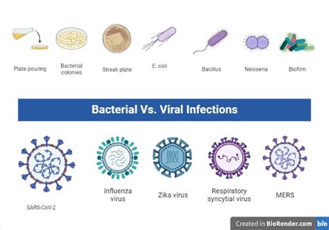 Bacterial vs Viral Infections: Similarities and Differences – Microbe Online