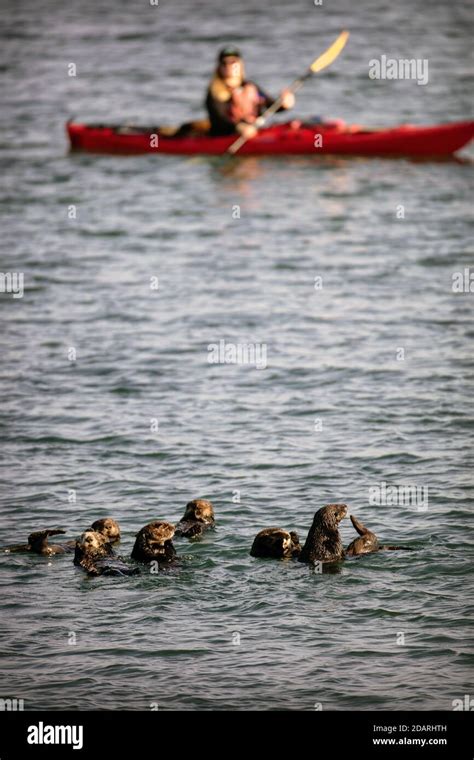 Monterey sea otter kayak hi-res stock photography and images - Alamy