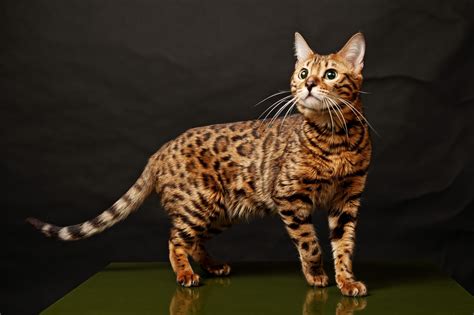 Bengal Hypoallergenic Cat Breeds - Pets Lovers