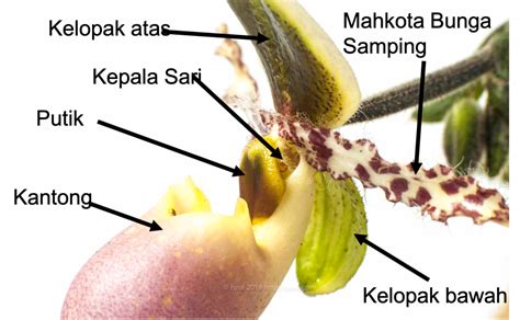 Bagian-bagian Bunga Anggrek Kantong Paphiopedillum | Berbagi Tak Pernah ...