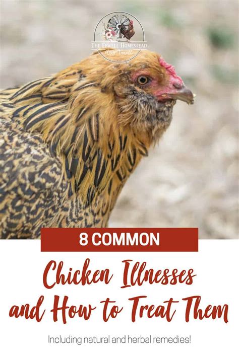 8 Common Chicken Illnesses & How to Treat Them - Amy K. Fewell