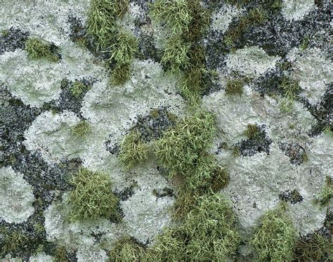 Lichen and Moss Photograph by Dave Mills - Fine Art America