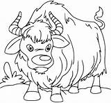 Yak On The Grass Coloring Page  Free Printable Pages sketch template