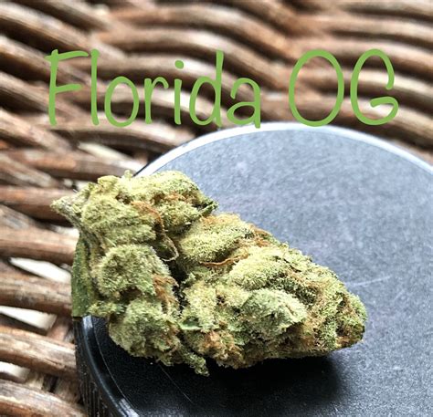 Florida OG Marijuana Strain Information & Reviews | AllBud