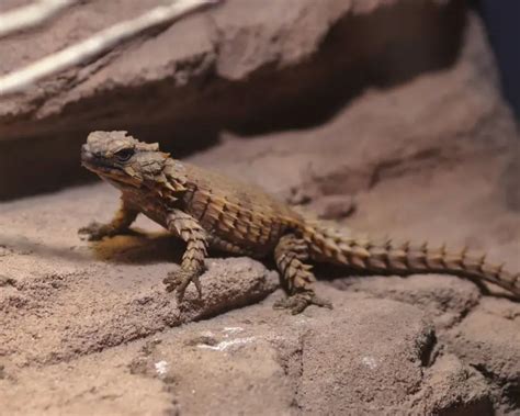 Armadillo Girdled Lizard - Facts, Diet, Habitat & Pictures on Animalia.bio