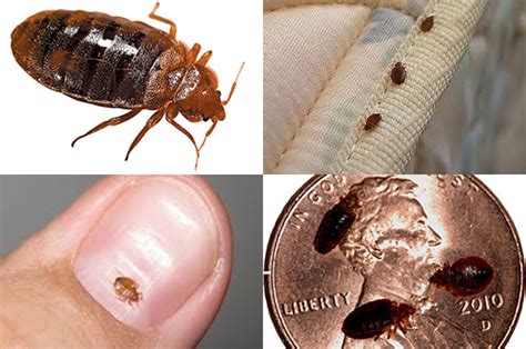 Bed Bug Exterminator South Carolina | Bed Bug control Georgia