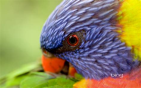 Rainbow Lorikeet Australian Parotts - Australia Wallpaper (32220356 ...