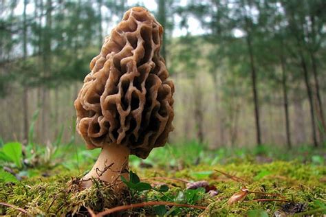 Morel Mushroom Hunting Tips for Outdoor Enthusiasts