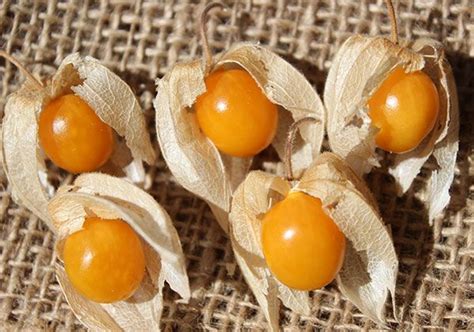 Golden berries (Physalis peruviana), are not a true berry, but come ...