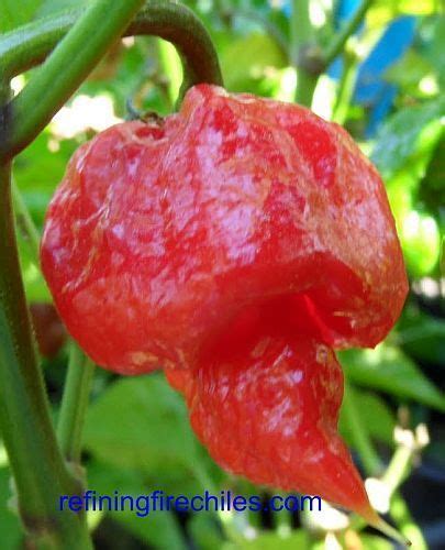 Chili Trinidad Scorpion Butch T Strain - hot pepper seeds