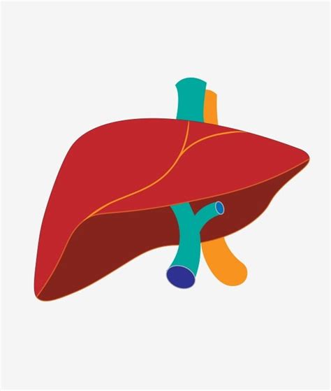 รูปHuman Body Organs Lungs Lung PNG , Human Body, Illustration, Organภาพ PNG และ เวกเตอร์ สำหรับ ...