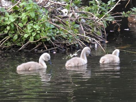 Cygnets…