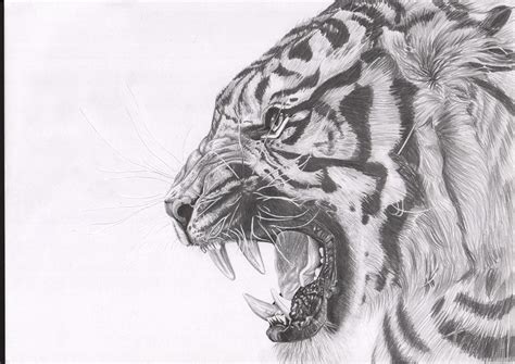 Tiger Snarling by HannaBrunArt on DeviantArt