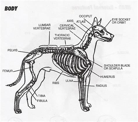 over all body and skeletal Thoracic Vertebrae, Scapula, Dog Info, Skeletal, Training Tips, Dog ...