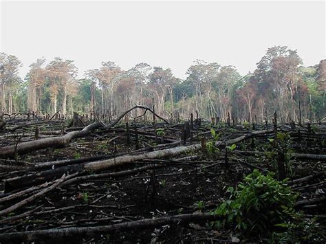 Deforestation: towards a more sustainable future? – Geography Directions