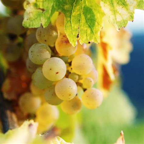 Classic White Grape Varieties — Yacht Cru Wine Guide