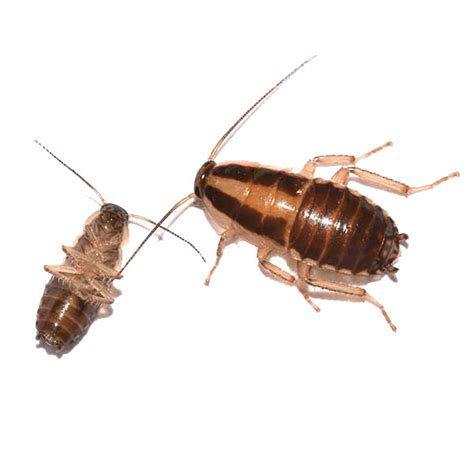 German Cockroach Identification & Info | Inman-Murphy, Inc. - Pest ...