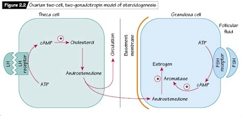 Steroid hormone biosynthesis | Nurse Key