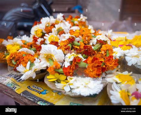 Flower holi hi-res stock photography and images - Alamy