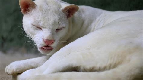 Colombie: découverte d'un ocelot albinos, conséquence de la ...