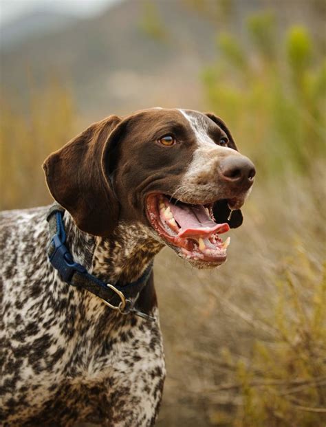 Best Large Dog Breeds – Which Are the Top Family Pets?