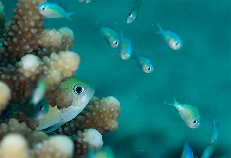 8 Tips to Create Beautiful Underwater Animal Portraits - Nature TTL