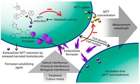 IJMS | Free Full-Text | The MTT Assay: Utility, Limitations, Pitfalls, and Interpretation in ...