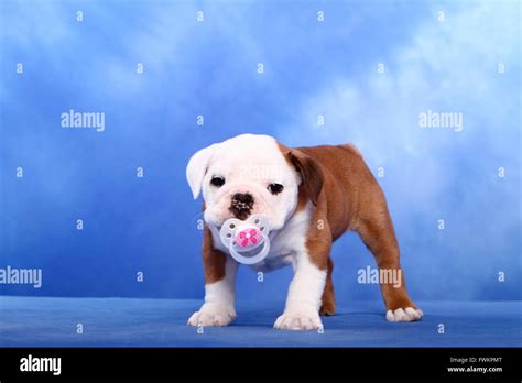 Cute Baby English Bulldog Puppies - l2sanpiero