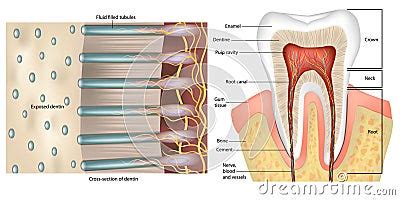 Tooth Anatomy. Cross-section Of Dentin. Dentinal Tubules. Anatomy And Histology. Dentinal ...