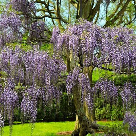 Purple Wisteria Tree | Blåregn, Haveplanlægning, Klatreplanter