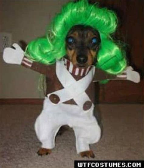 the best Halloween Costumes for Dogs - A girl and a glue gun