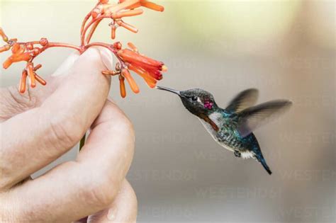 Zunzuncito Hummingbird Is the Smallest Hummingbird in the World and ...