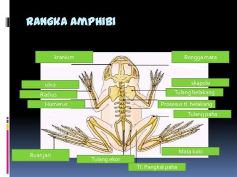 stuktur hewan- sistem rangka