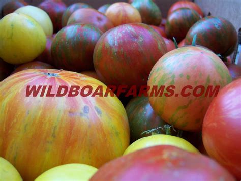 UC Davis Good Life Garden: Thank You Wild Boar Farms for the Outrageous Tomatoes!