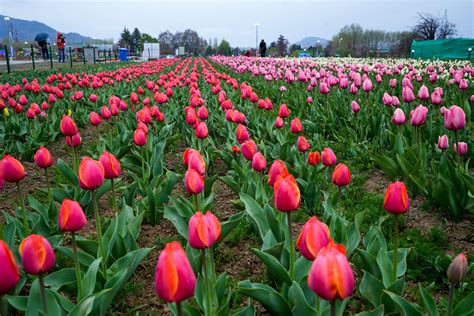 Kashmir Tulip Garden opens: Asia's largest garden of tulips, spring ...