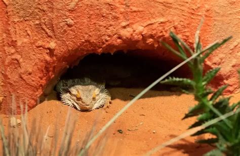 Bearded Dragon Habitat: 7 Tips To Setup The Best Enclosure