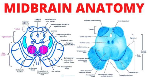 Midbrain Anatomy